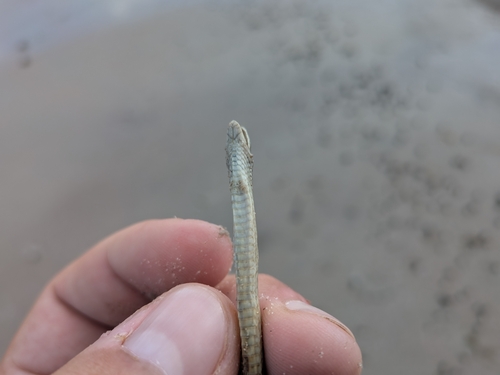 Taylor’s Ground Snake