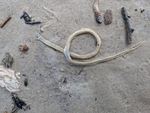 Taylor’s Ground Snake