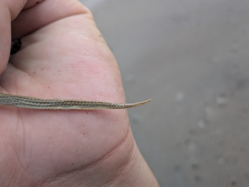 Taylor’s Ground Snake