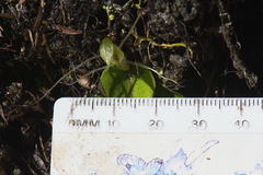 Corybas dienemus