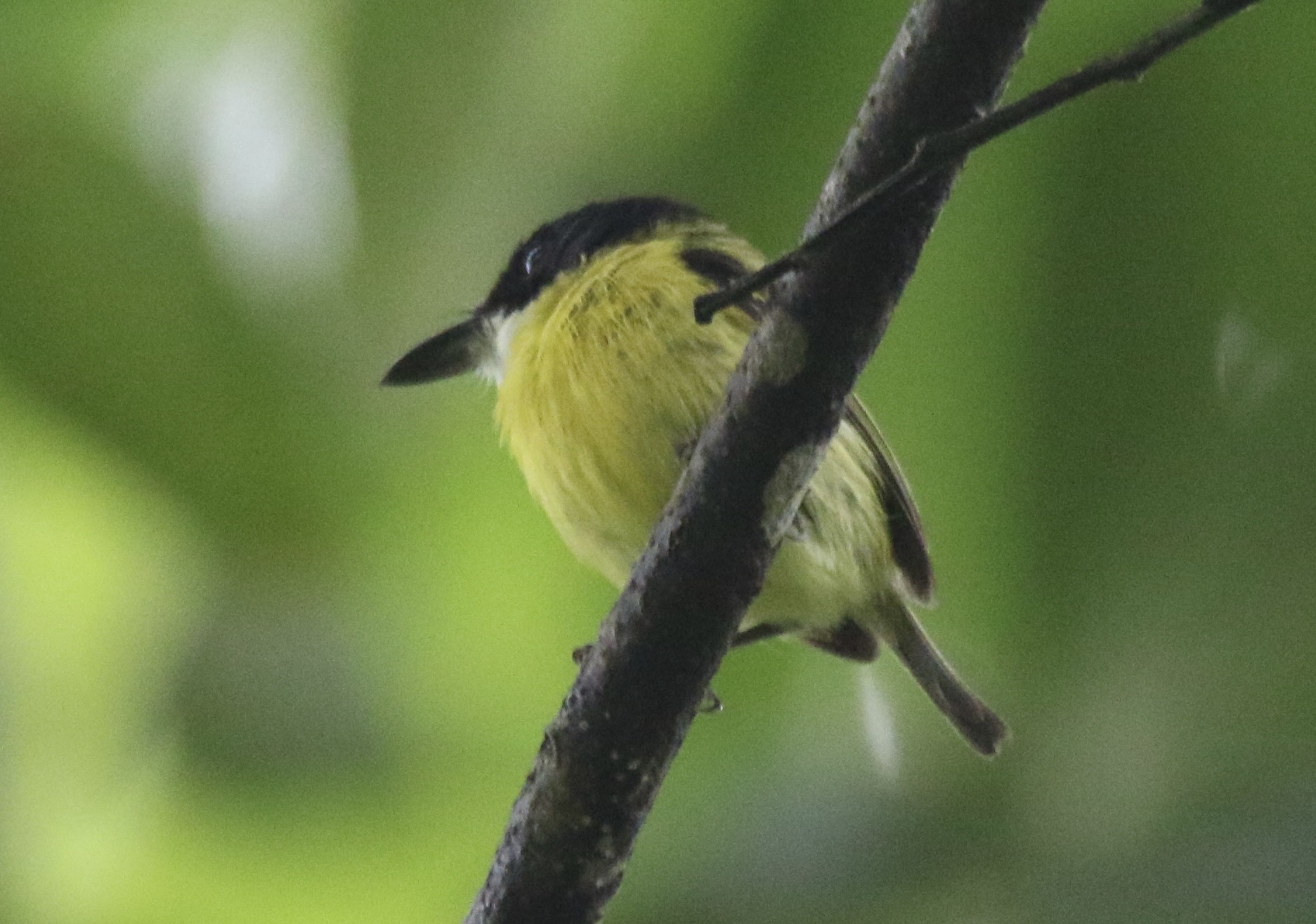 Black-headed Tody-Flycatcher (Todirostrum nigriceps), photo 9