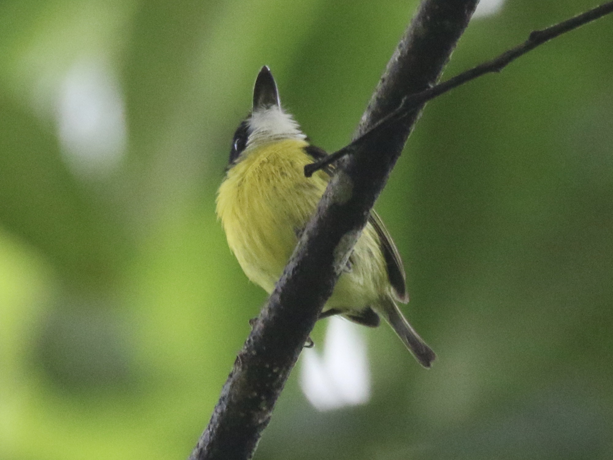 Black-headed Tody-Flycatcher (Todirostrum nigriceps), photo 10