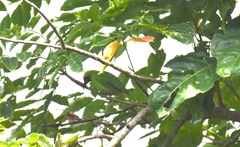 Chloropsis aurifrons