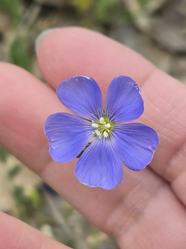 Linum perenne
