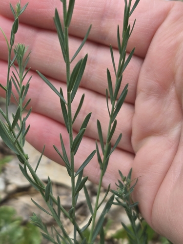 Linum perenne