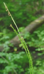 Carex strigosa