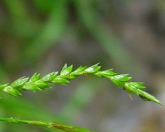 Carex strigosa