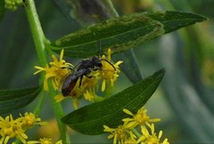 Sphecodes davisii