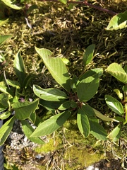 Rhamnus pumila