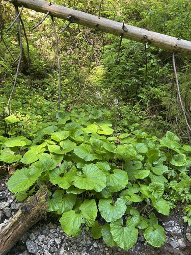 Petasites kablikianus (Petasites kablikianus)