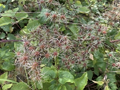 Clematis vitalba