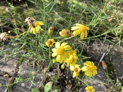 Senecio inaequidens