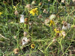 Senecio inaequidens