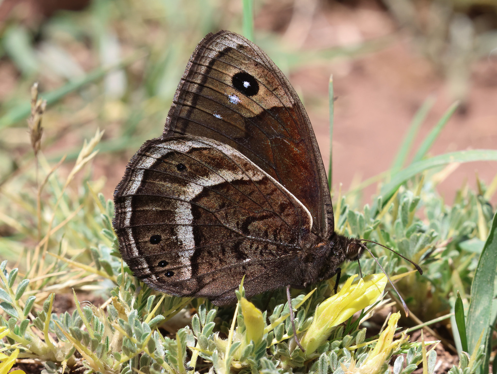Berberia lambessanus