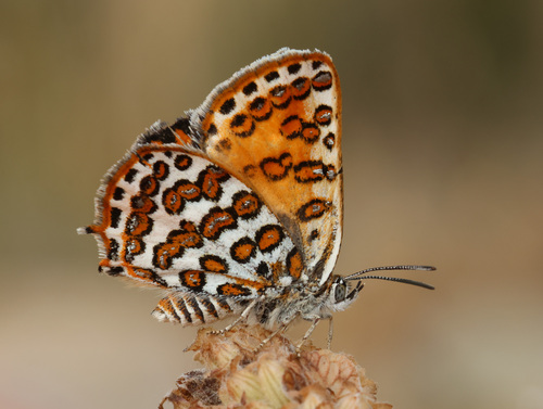 Cigaritis allardi occidentalis photographed in Morocco