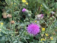 Carduus acanthoides