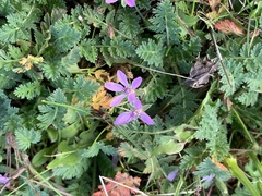 Erodium cicutarium