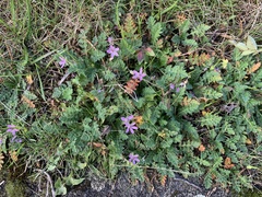 Erodium cicutarium
