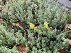 Galium verum