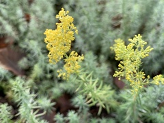 Galium verum