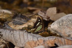 Polyura bharata