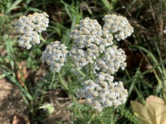 Achillea millefolium