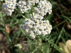 Achillea millefolium