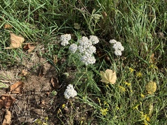 Achillea millefolium