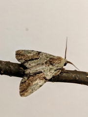 Stauropides persimilis