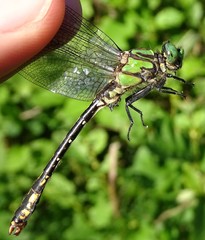 Ophiogomphus mainensis