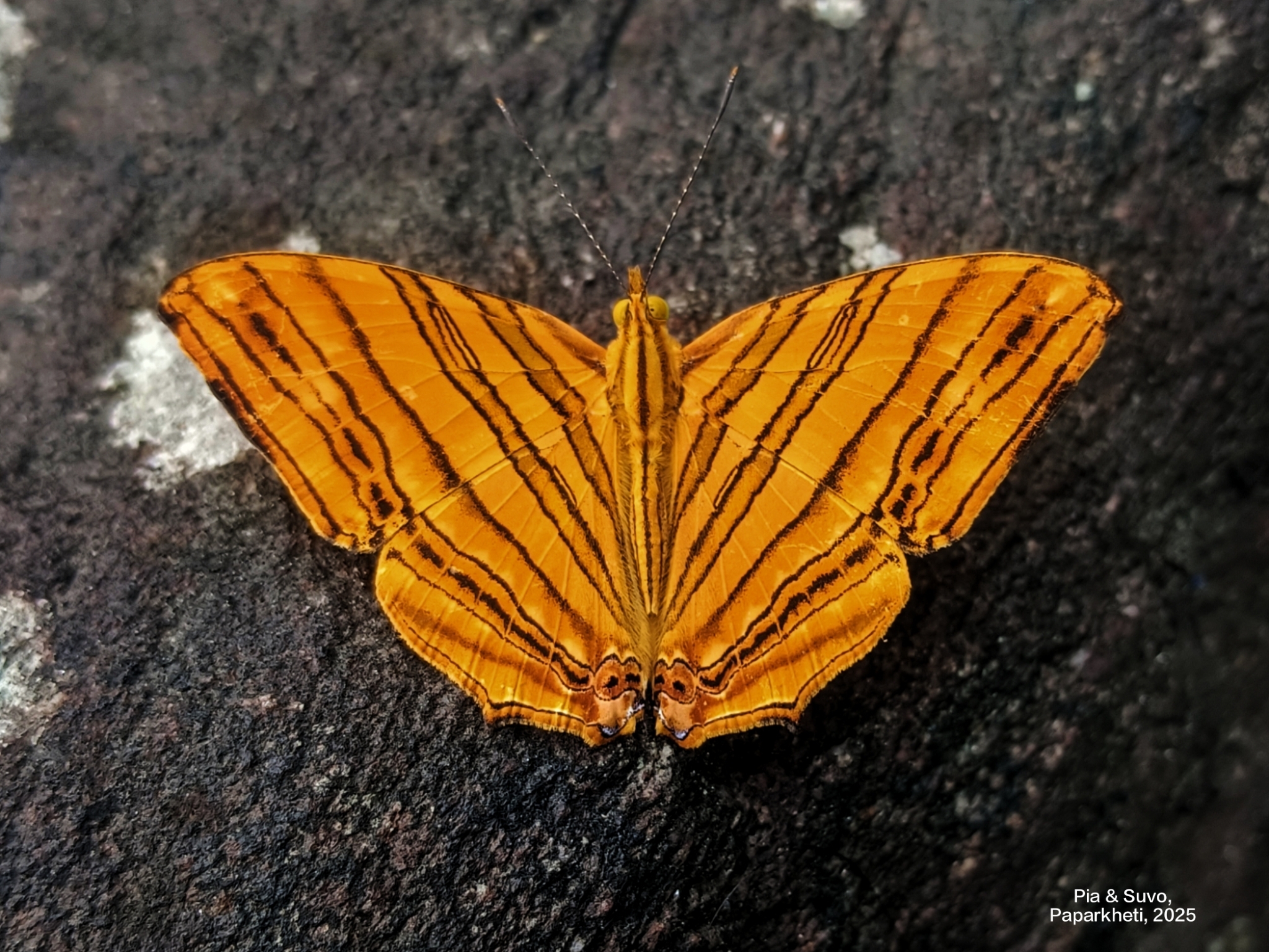 Common Maplet