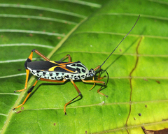 Stenoscelidea morona