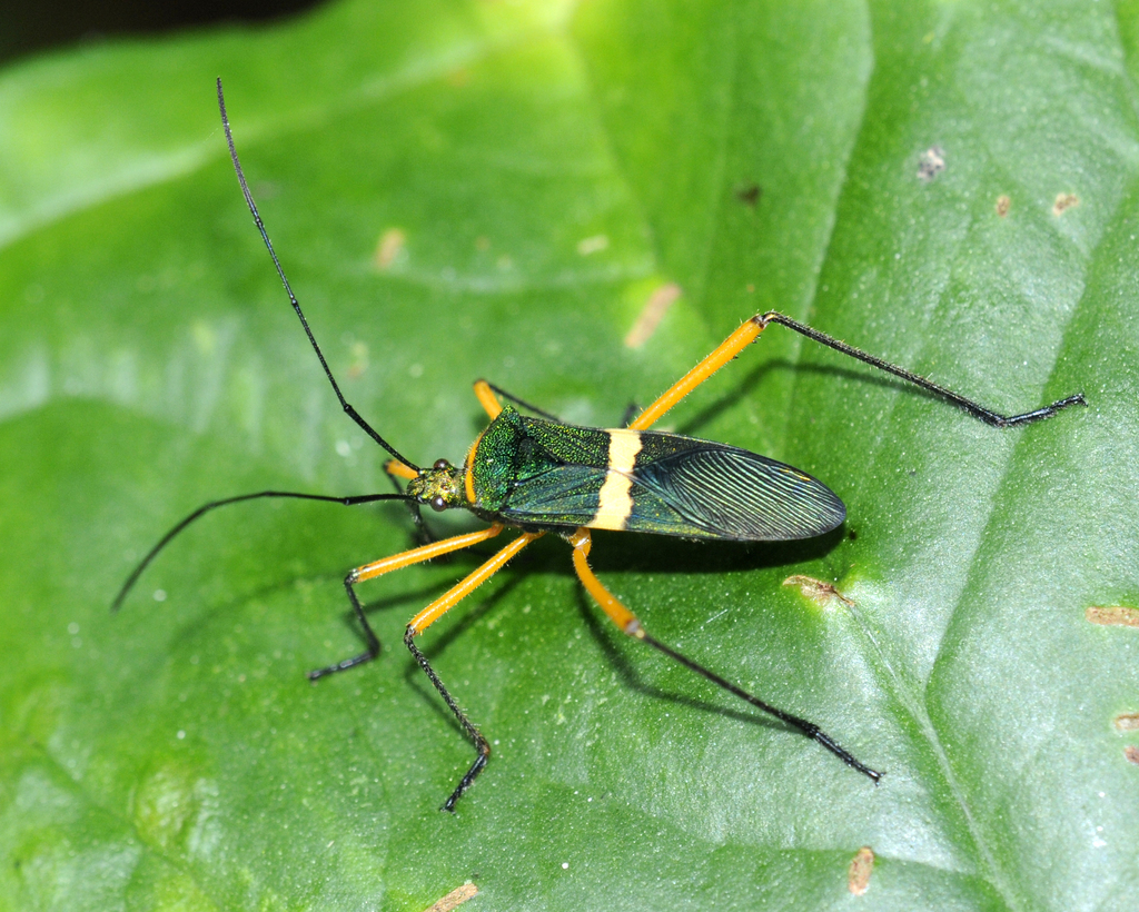 Phthiarella affinis