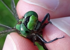 Ophiogomphus mainensis