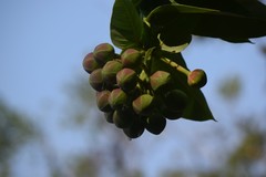 Duabanga grandiflora