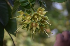 Duabanga grandiflora