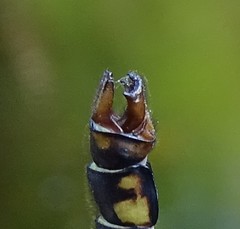 Ophiogomphus mainensis