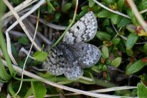 Black Mountain Moth