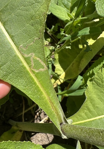 Phytomyza conyzae