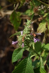 Eranthemum