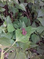 Dalader planiventris