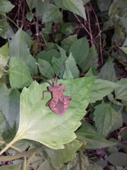 Dalader planiventris