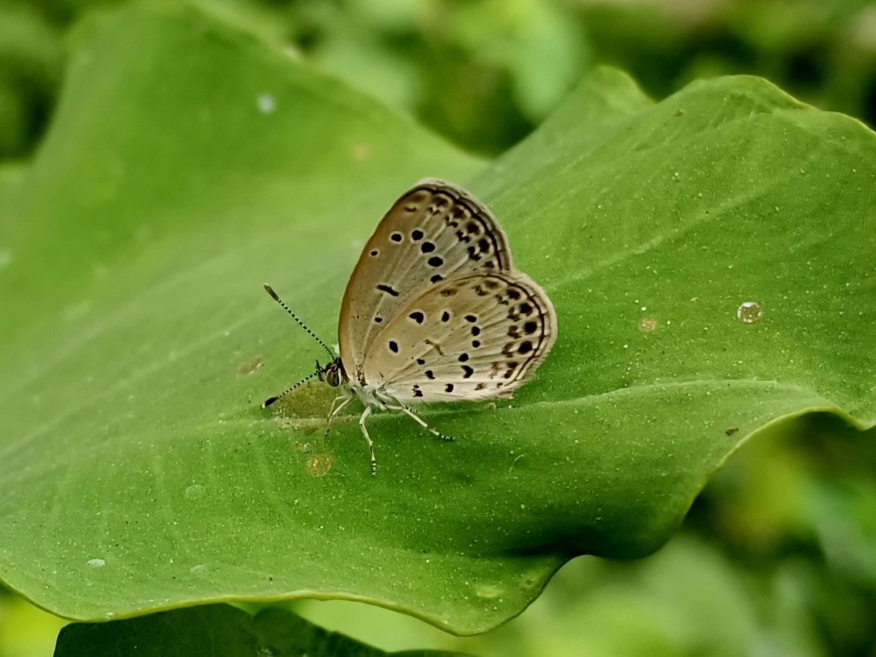 Pale Grass Blue