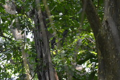 Crypsirina temia