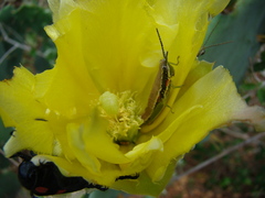 Orthacridini