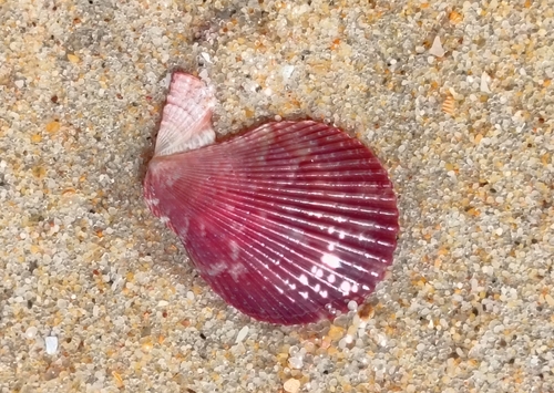 Mimachlamys varia