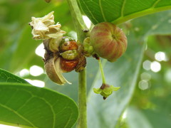 Glochidion zeylanicum