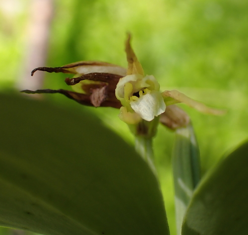 Small Whorled Pogonia (Isotria medeoloides)