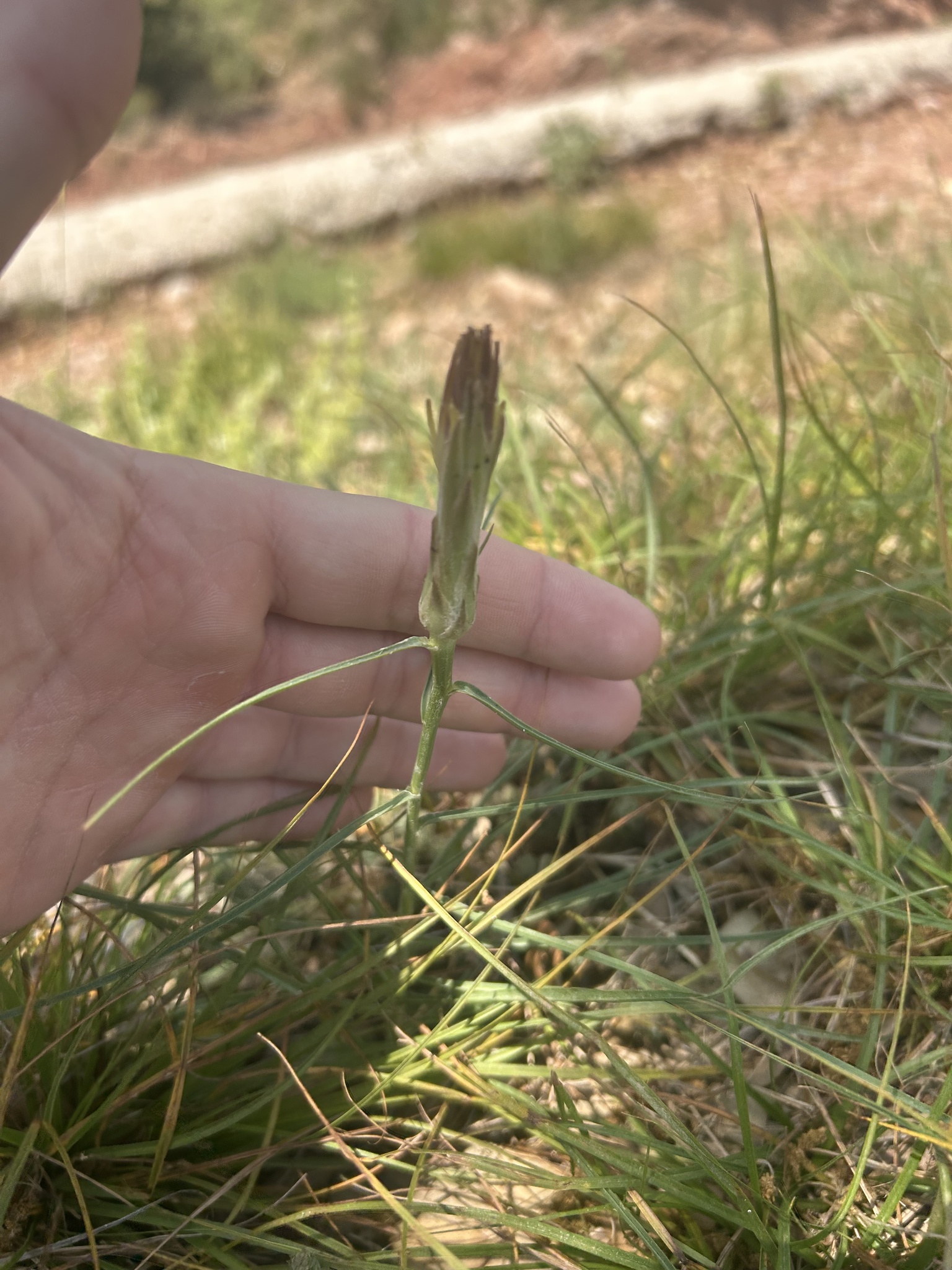 Scorzonera angustifolia