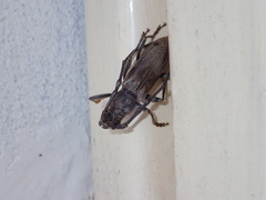 Diorthus simplex